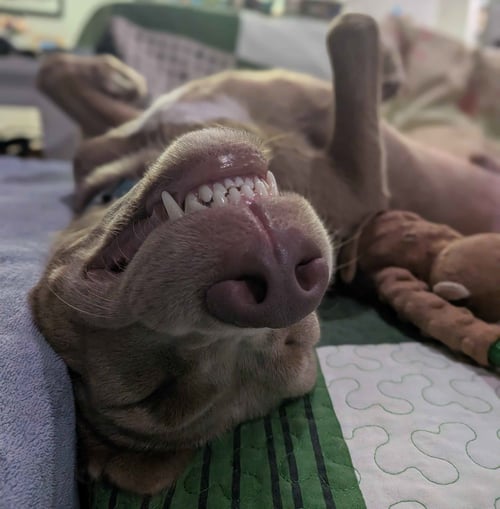 CHARLIE CHAPLIN - Golden Retriever / Weimaraner available for adoption