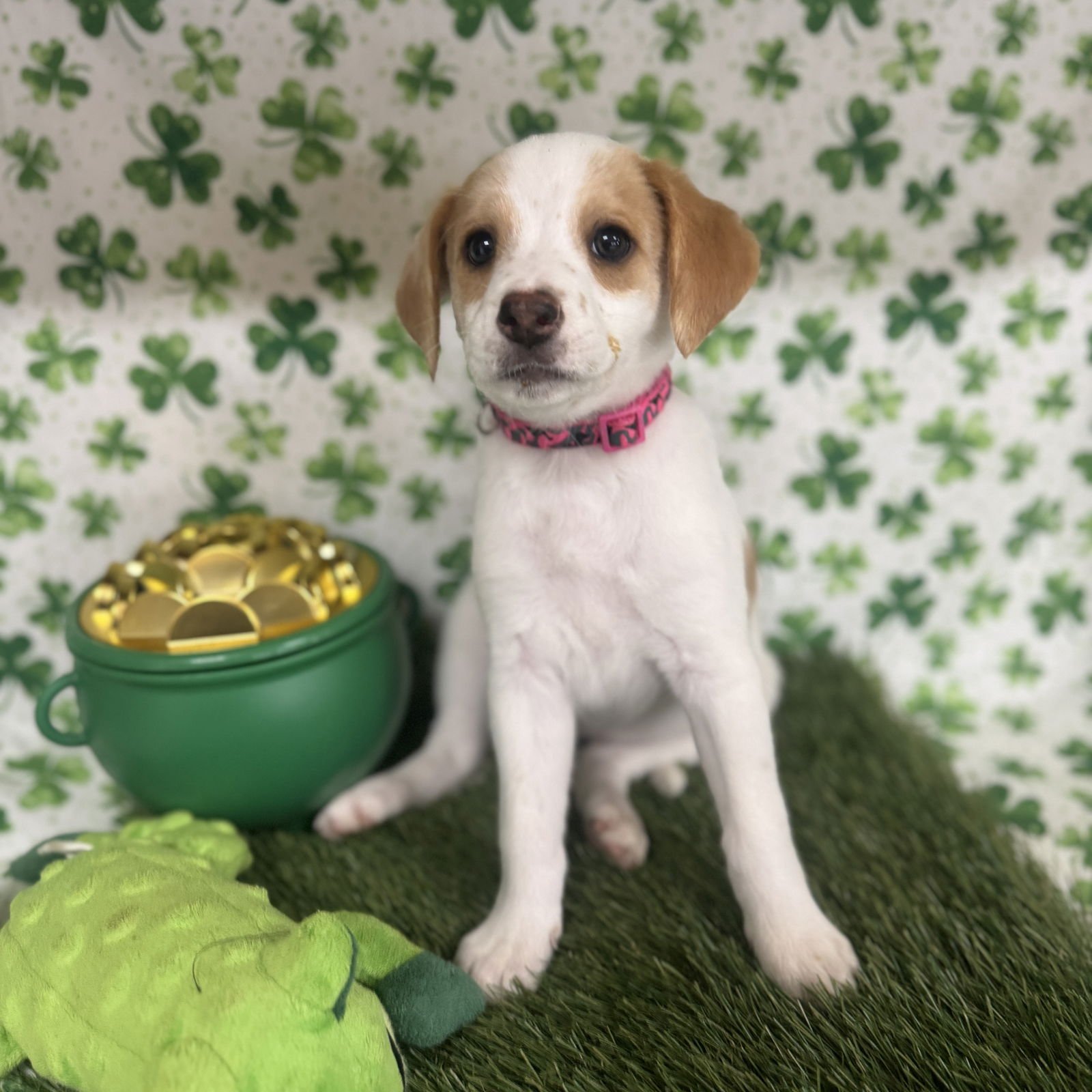 CELESTE - Spaniel / Beagle available for adoption