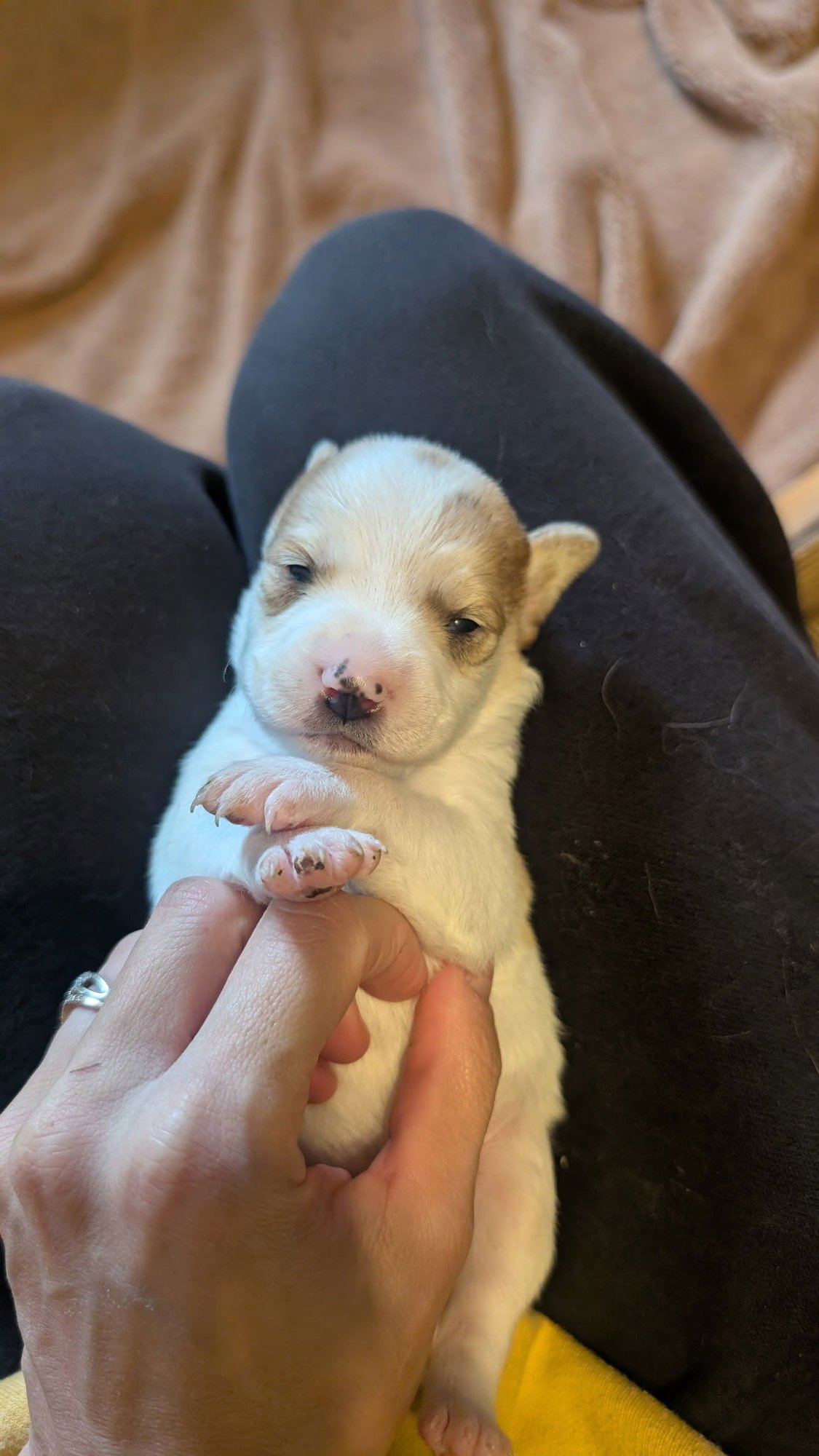 CELESTE - Spaniel / Beagle available for adoption