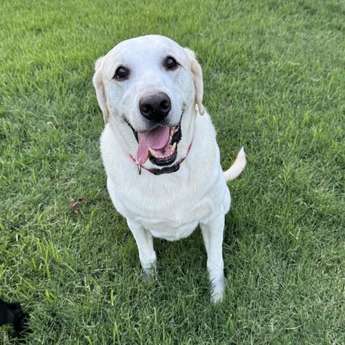 KING JACOB - Labrador Retriever for adoption in Fort Worth