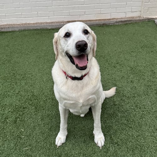 KING JACOB - Labrador Retriever available for adoption
