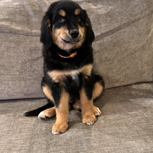 POLO LUX - Australian Shepherd / Golden Retriever for adoption in Fort Worth