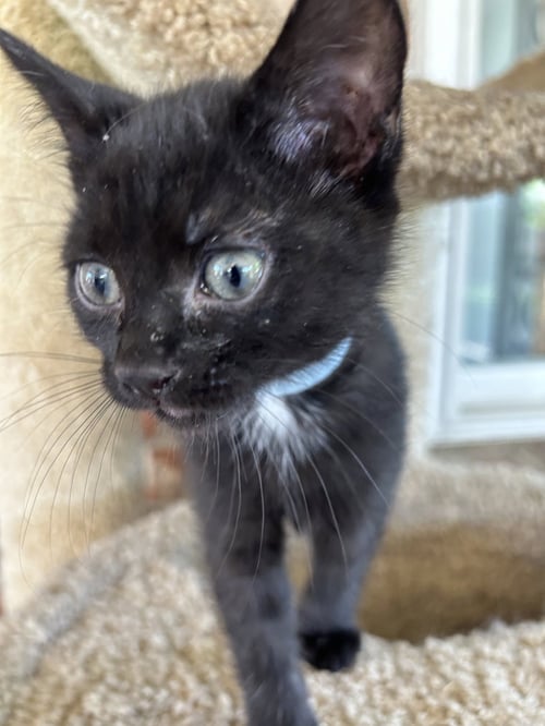 BOO BOO - Domestic Short Hair for adoption in Fort Worth