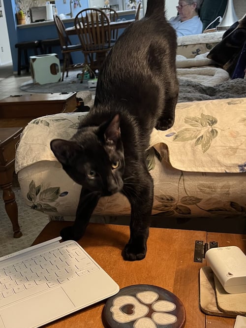 BOO BOO - Domestic Short Hair for adoption in Fort Worth