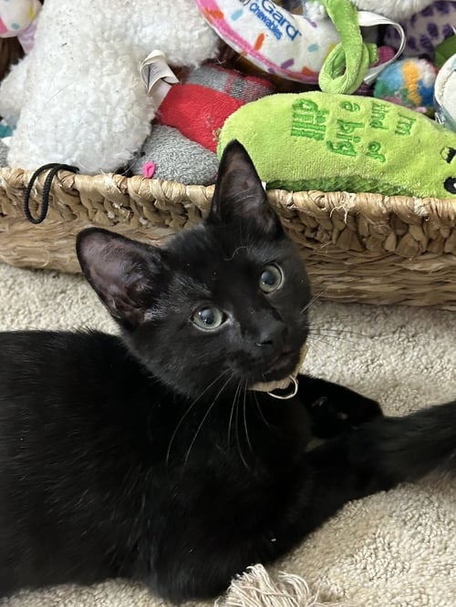 BOO BOO - Domestic Short Hair available for adoption