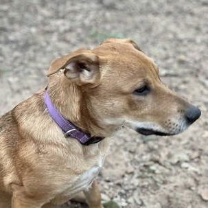 HOPPER - Labrador Retriever / Shepherd available for adoption