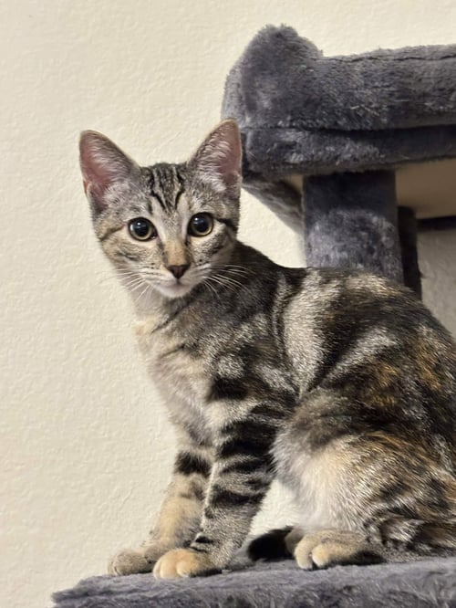BOBBI - Domestic Short Hair available for adoption