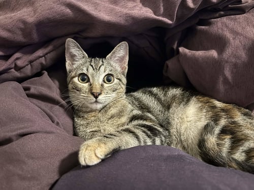 BOBBI - Domestic Short Hair available for adoption