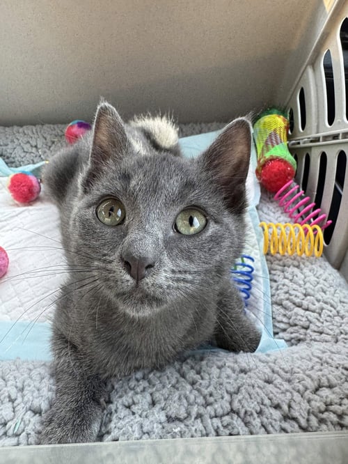 MIMI - Domestic Short Hair available for adoption