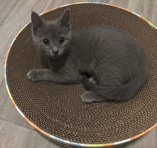 MIMI - Domestic Short Hair available for adoption