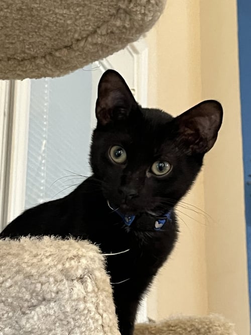 PADDINGTON - Domestic Short Hair for adoption in Fort Worth
