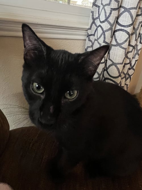 TEDDY BEAR - Domestic Short Hair for adoption in Fort Worth