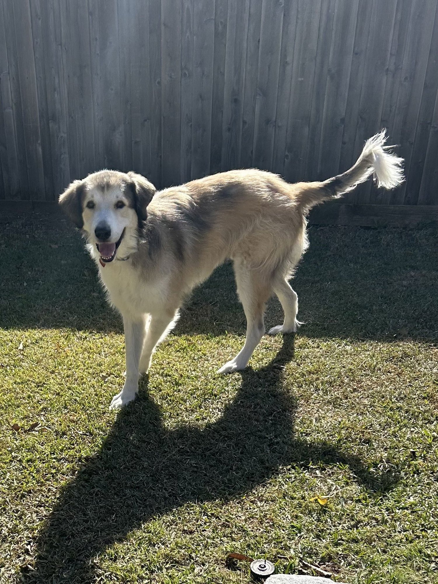 NUGGET - Great Pyrenees available for adoption