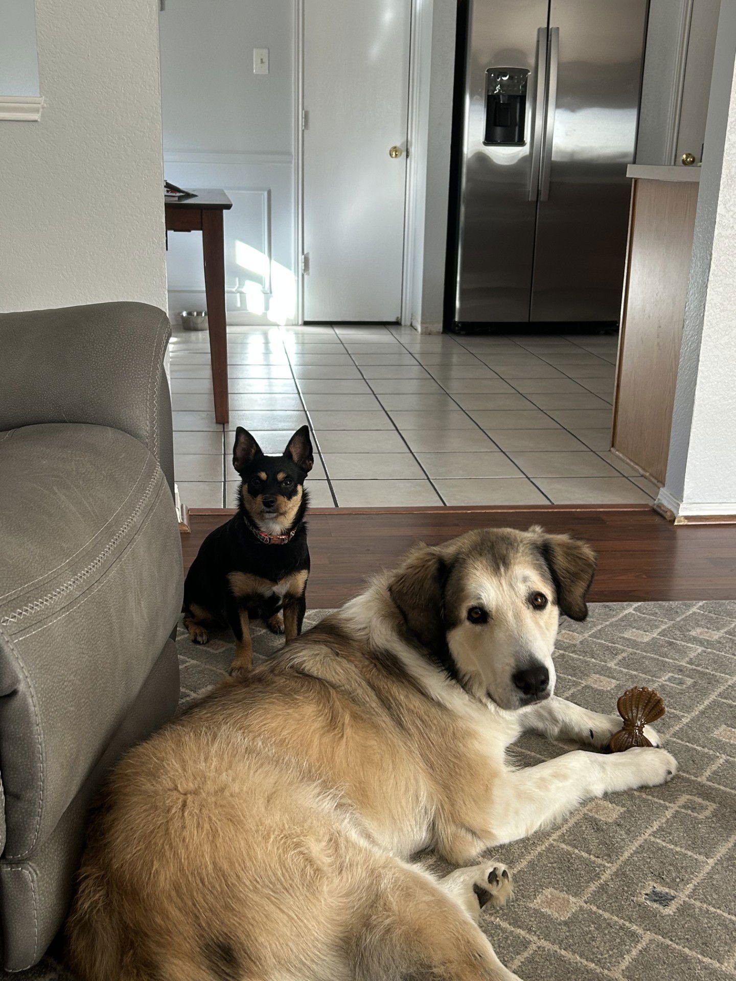 NUGGET - Great Pyrenees available for adoption