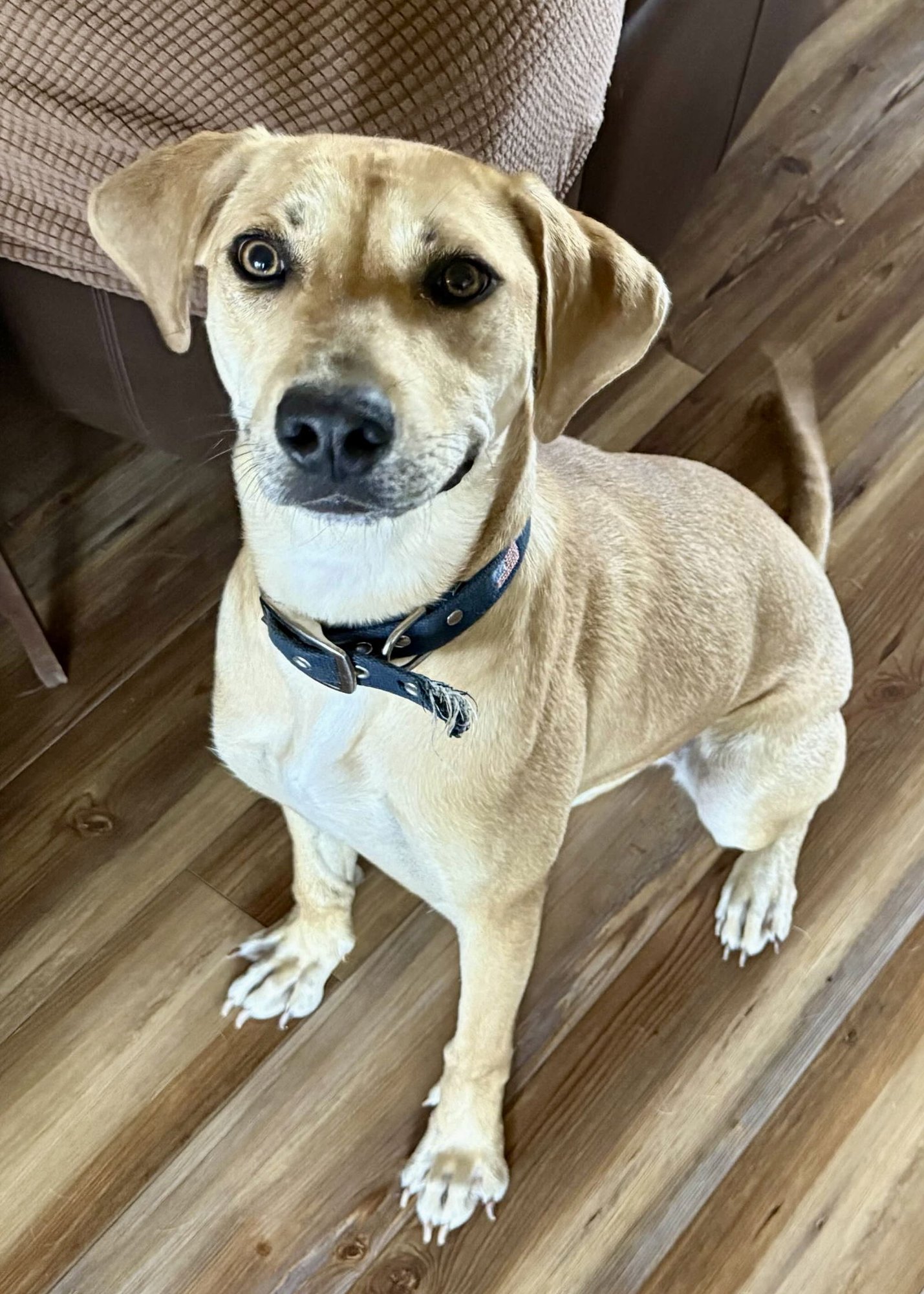 HONEY - Labrador Retriever available for adoption