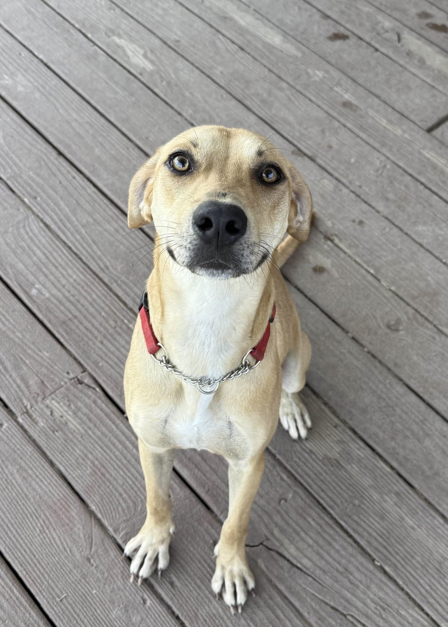 HONEY - Labrador Retriever available for adoption