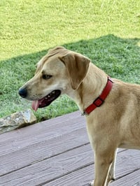 Honey - Photo 5