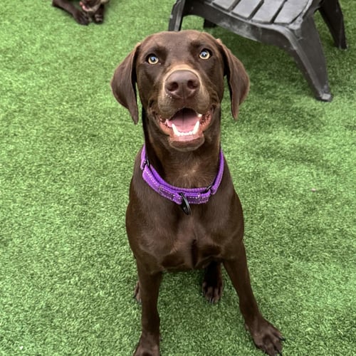 DELILAH SONG - Labrador Retriever for adoption in Fort Worth