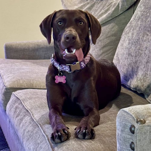 DELILAH SONG - Labrador Retriever available for adoption