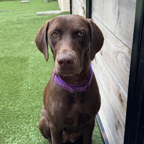 DELILAH SONG - Labrador Retriever available for adoption