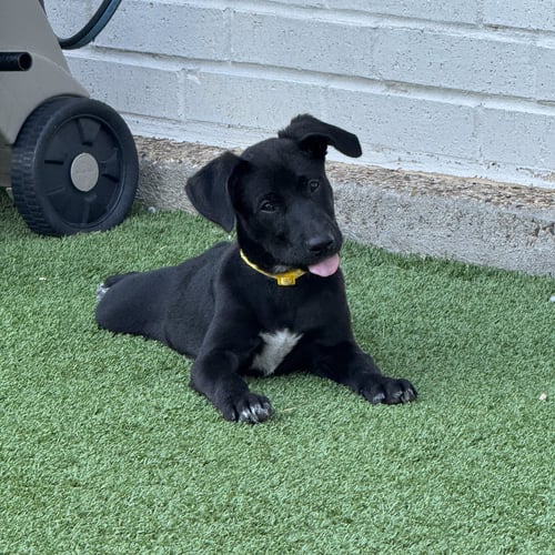 CYNDI SONG - Labrador Retriever for adoption in Fort Worth