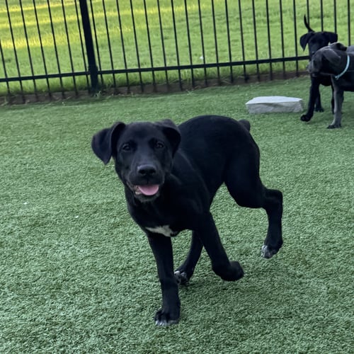 CYNDI SONG - Labrador Retriever available for adoption