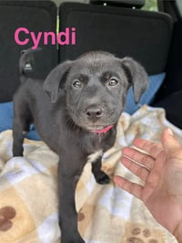 Cyndi Song - Photo 3