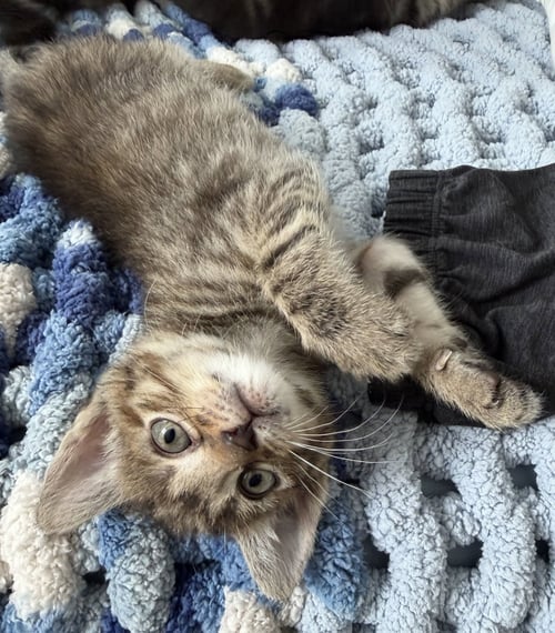 BESSIE - Domestic Short Hair for adoption in Fort Worth