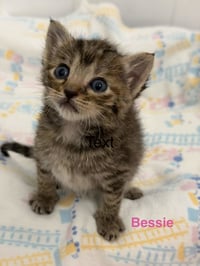 Bessie - Photo 3