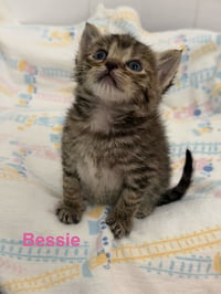 Bessie - Photo 5