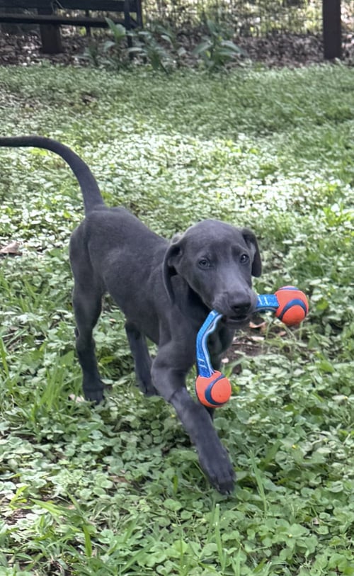 BRUNO SONG - Labrador Retriever for adoption in Fort Worth