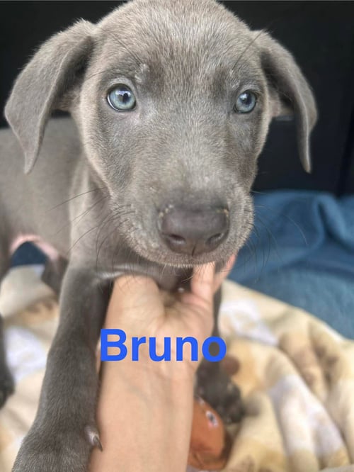 BRUNO SONG - Labrador Retriever available for adoption