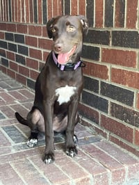 Savannah - Photo 2