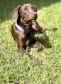 Savannah - Photo 1