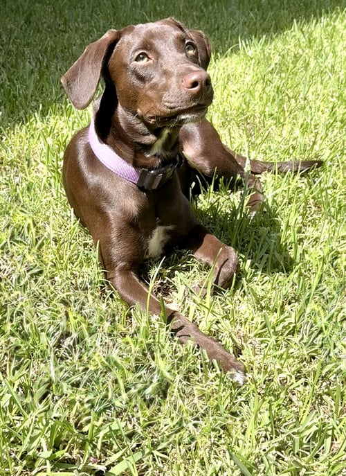 SAVANNAH - Labrador Retriever / German Shorthaired Pointer for adoption in Fort Worth