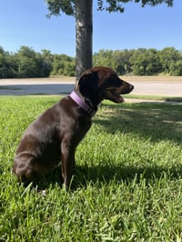 Savannah - Photo 4