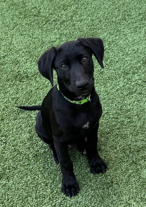 ELTON SONG - Labrador Retriever for adoption in Fort Worth