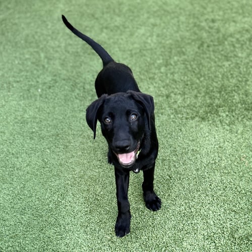 ELTON SONG - Labrador Retriever available for adoption