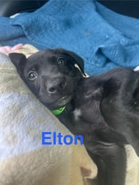 Elton Song - Photo 3