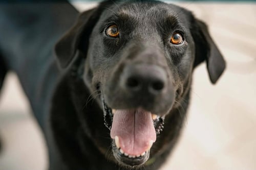 JAKE - Labrador Retriever available for adoption