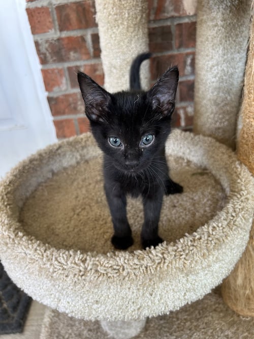 YOGI - Domestic Short Hair available for adoption