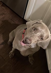 Boomer - Photo 4