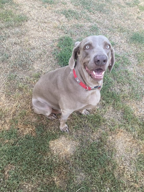 BOOMER - Weimaraner available for adoption