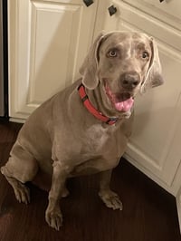 Boomer - Photo 1