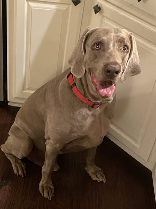 BOOMER - Weimaraner for adoption in Fort Worth