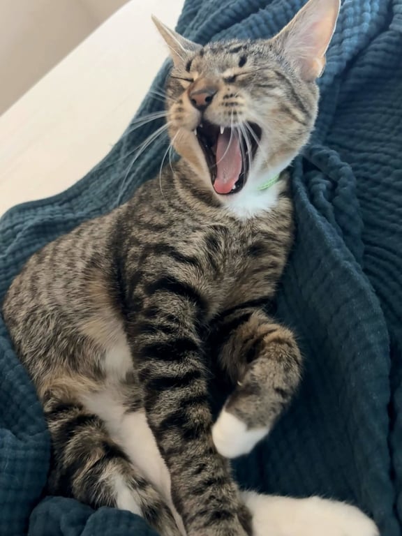 Jules Image