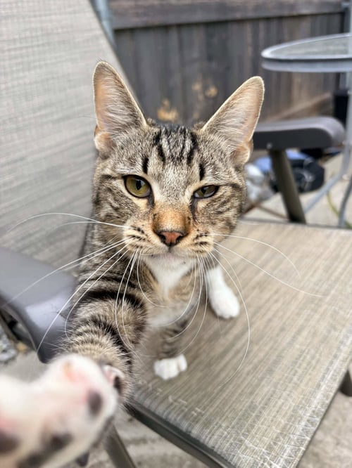 JULES - Domestic Short Hair available for adoption