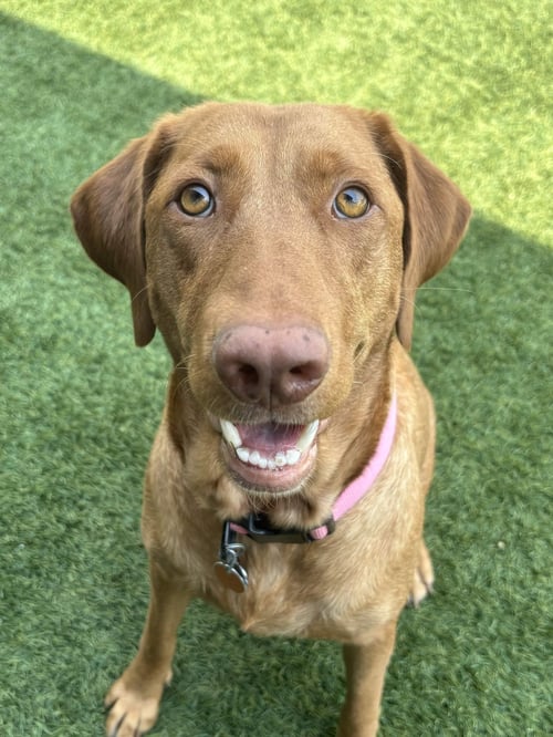 DANDELION - Labrador Retriever available for adoption