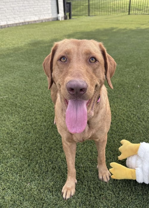 DANDELION - Labrador Retriever for adoption in Fort Worth