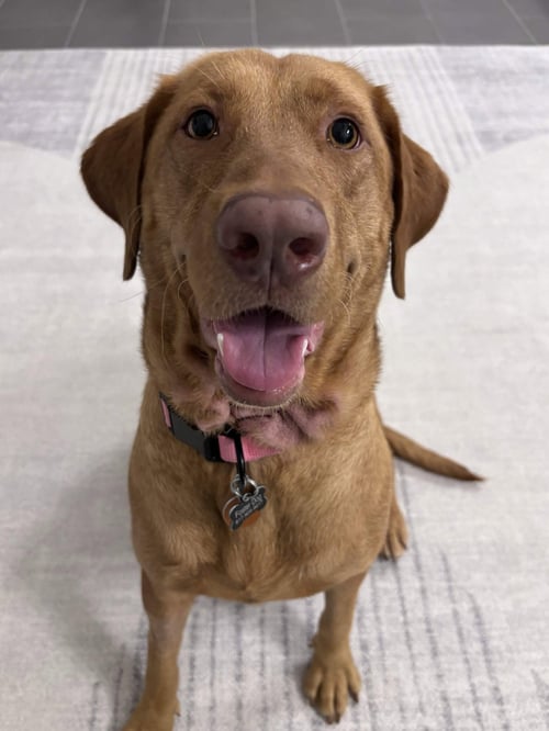 DANDELION - Labrador Retriever available for adoption